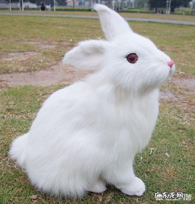 出生8天的小牛拉血是怎么回事？用什么药？