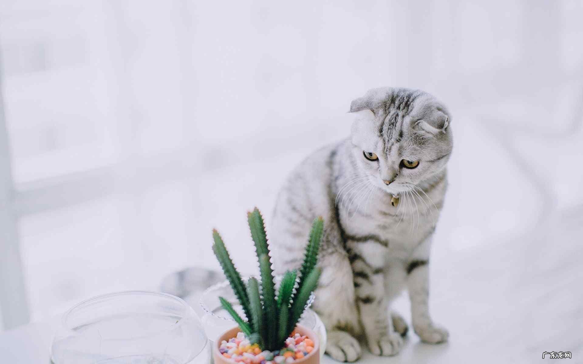 燕麦片可以代替每天的主食吗