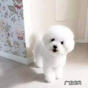 比熊犬难不难饲养有什么经验值得分享