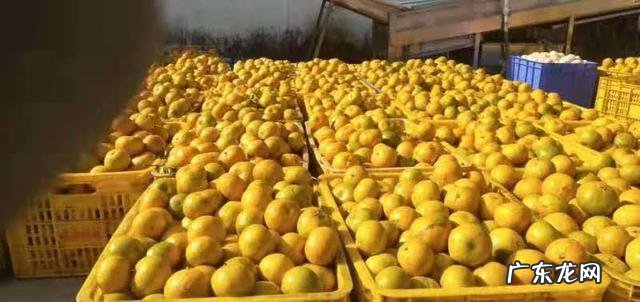 橘子皮泡水喝有什么功效?