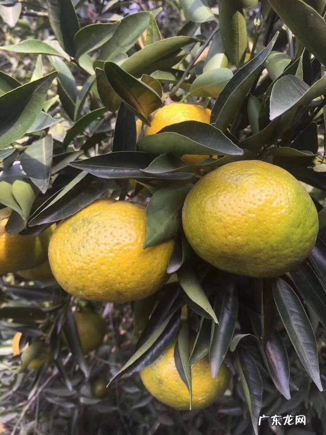 橘子皮泡水喝有什么功效?