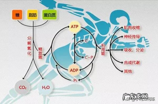 游泳能减肥吗?为什么游泳运动员胖子也不少?