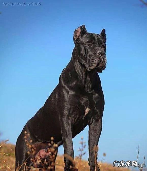 卡斯罗一般能养多少斤重？