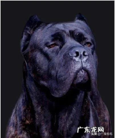 卡斯罗一般能养多少斤重？