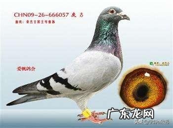 鸽子从小到大，分别如何筛选淘汰？