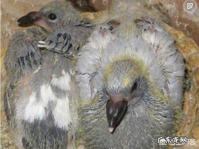 鸽子从小到大,分别如何筛选淘汰?