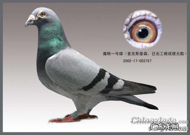 鸽子从小到大，分别如何筛选淘汰？