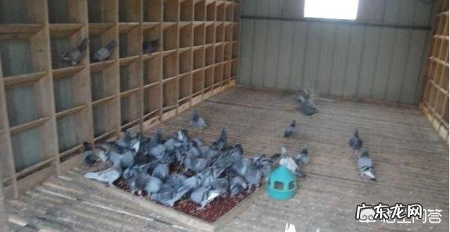 鸽子从小到大,分别如何筛选淘汰?
