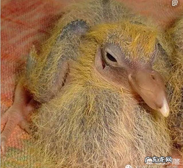 鸽子从小到大,分别如何筛选淘汰?