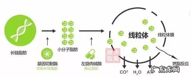 修正左旋肉碱会有副作用吗?