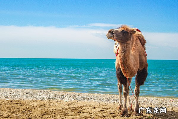 骆驼奶粉的功效和作用