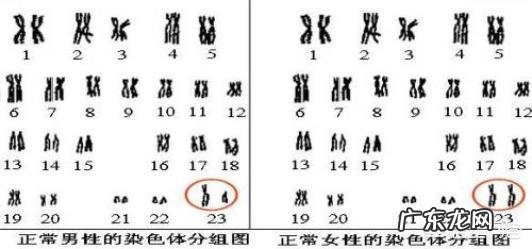 胚胎染色体正常夫妻两色体正常,那胎停原因会是什么