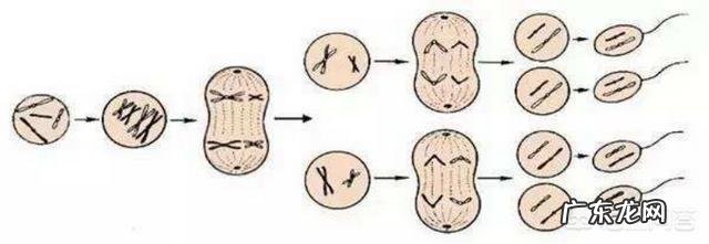胚胎染色体正常夫妻两色体正常,那胎停原因会是什么