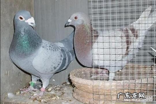 鸽子维生素如何科学的补充?