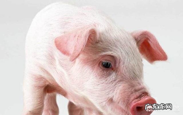 农村养猪一般多久能出栏,300斤的猪要养多久? 养殖场猪一般多久出栏