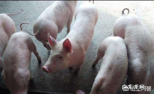 农村养猪一般多久能出栏，300斤的猪要养多久？ 养殖场猪一般多久出栏