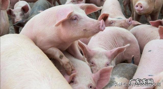 农村养猪一般多久能出栏,300斤的猪要养多久? 养殖场猪一般多久出栏