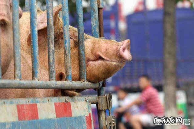 农村养猪一般多久能出栏,300斤的猪要养多久? 养殖场猪一般多久出栏