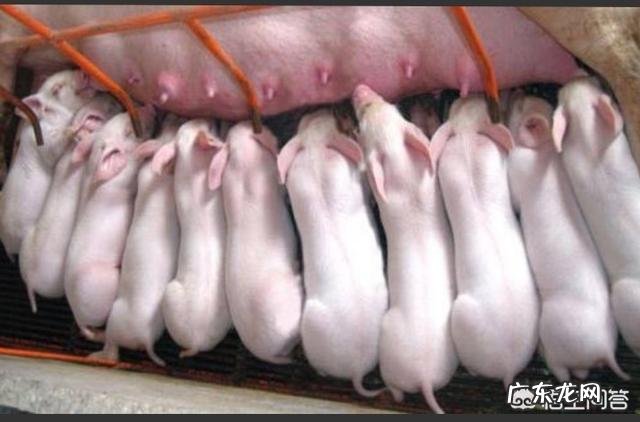 农村养猪一般多久能出栏，300斤的猪要养多久？ 养殖场猪一般多久出栏