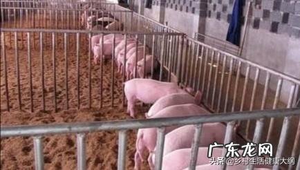 农村养猪一般多久能出栏,300斤的猪要养多久? 养殖场猪一般多久出栏