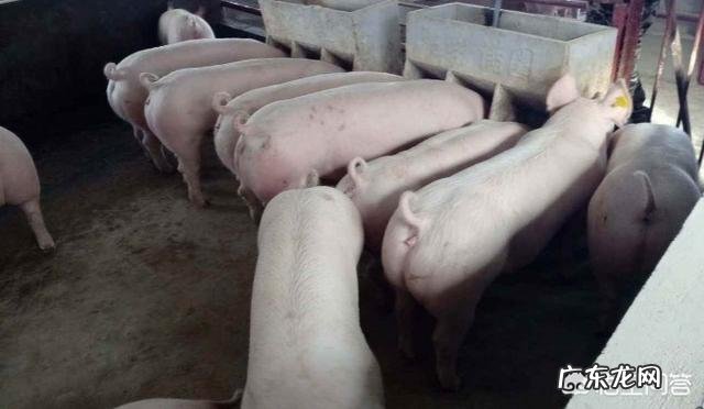 农村养猪一般多久能出栏，300斤的猪要养多久？ 养殖场猪一般多久出栏