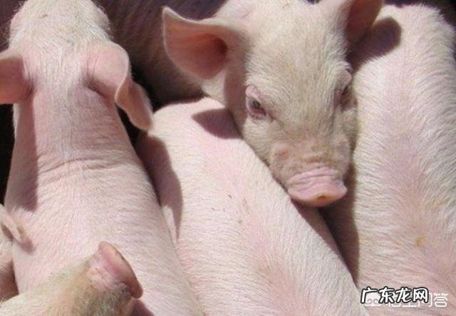 农村养猪一般多久能出栏，300斤的猪要养多久？ 养殖场猪一般多久出栏