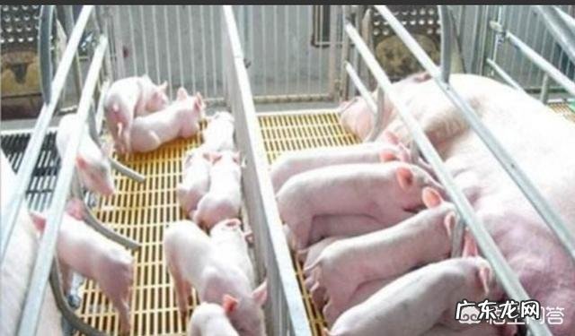 农村养猪一般多久能出栏，300斤的猪要养多久？ 养殖场猪一般多久出栏