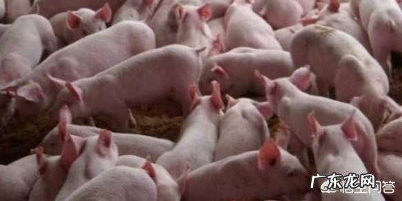 农村养猪一般多久能出栏，300斤的猪要养多久？ 养殖场猪一般多久出栏