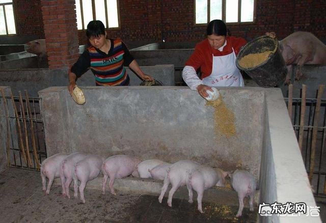 农村养猪一般多久能出栏,300斤的猪要养多久? 养殖场猪一般多久出栏