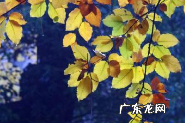 拼多多创业怎么开始?需要什么资料?