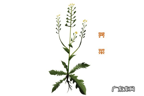 荠菜煮鸡蛋的功效