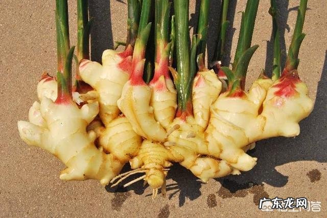 艾叶花椒大葱姜水洗浴有什么功效 花椒、鲜姜、艾叶可以zhi疗什么?