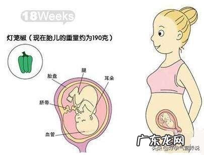 孕妇五个月肚子大,但孕妇没增加体重,胎儿也偏小是什么原因?
