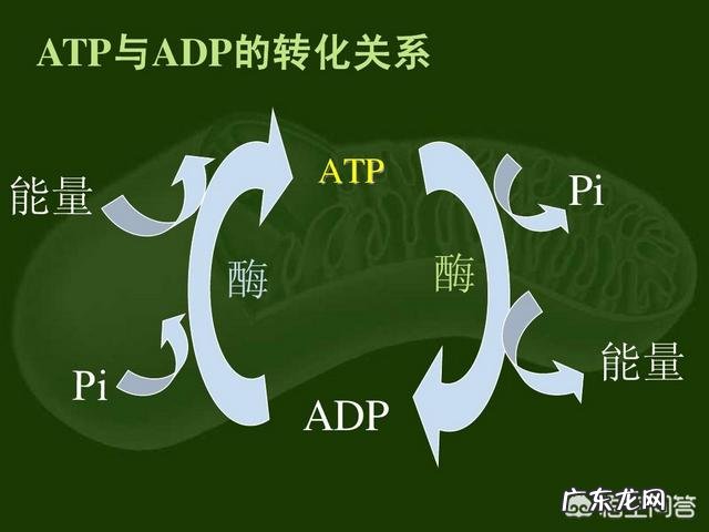 科学家说,加倍思考能减肥!大脑到底消耗了人体多少能量?