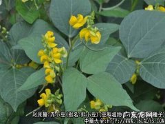 赤小豆图片_赤小豆的功效与作用