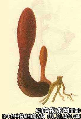 锁阳图片_锁阳的功效与作用