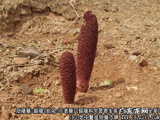 锁阳图片_锁阳的功效与作用