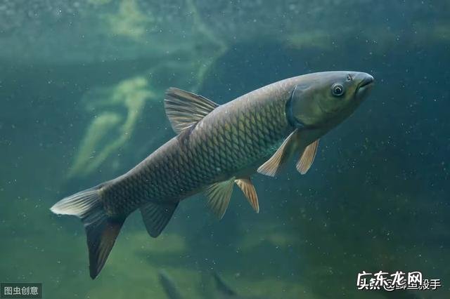 新鲜玉米做饵料多长时间换？用发酵玉米又多长时间换呢？