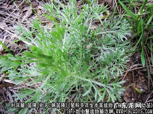 茵陈图片_茵陈的功效与作用