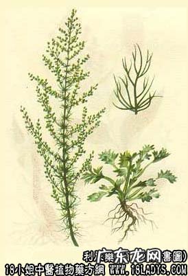 茵陈图片_茵陈的功效与作用
