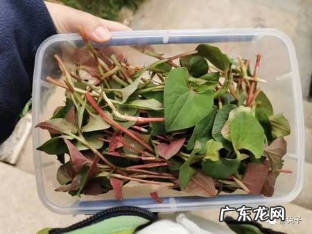 被黄蜂蛰了怎么办?常见中草药敷敷见效快!