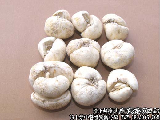 贝母图片_贝母的功效与作用