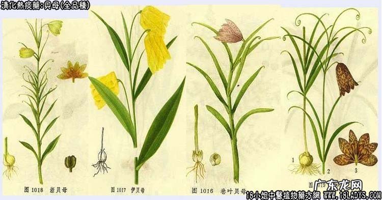 贝母图片_贝母的功效与作用