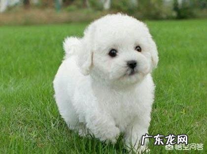 泰迪为什么喜欢“日天、日地、日空气”