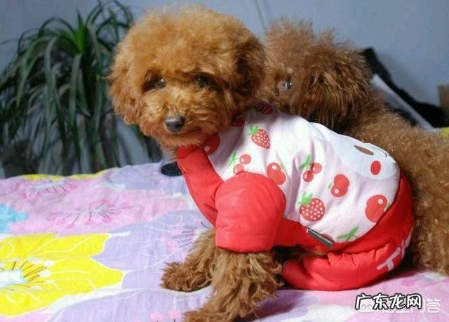 泰迪为什么喜欢“日天、日地、日空气”