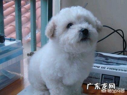 泰迪为什么喜欢“日天、日地、日空气”