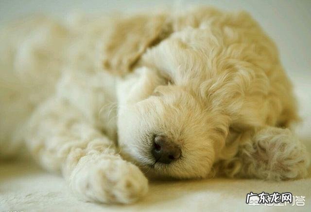 泰迪为什么喜欢“日天、日地、日空气”