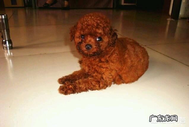 泰迪为什么喜欢“日天、日地、日空气”