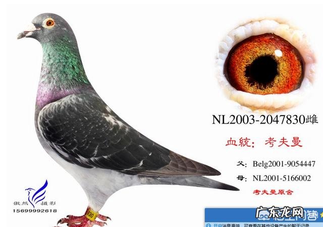 喂鸽子牛磺酸有什么好处?