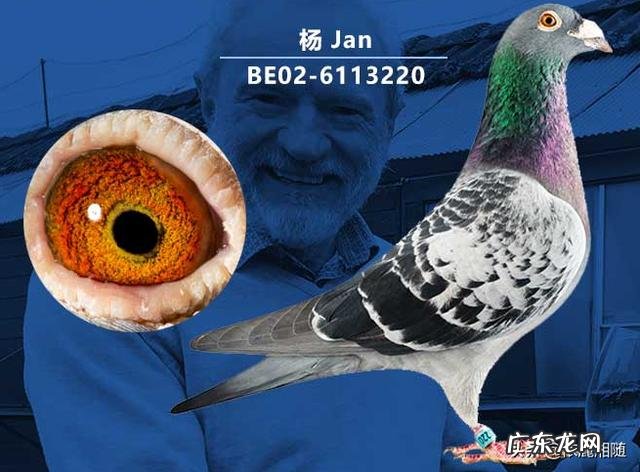 喂鸽子牛磺酸有什么好处?